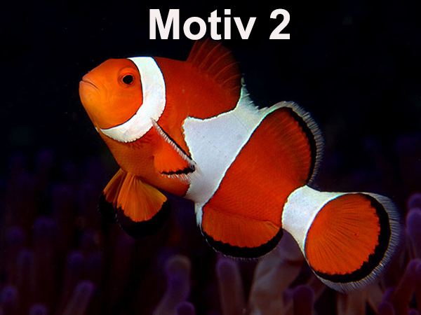 Gutschein Motiv